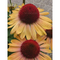 Jeżówka 'Rainbow Apricot' | Echinacea
