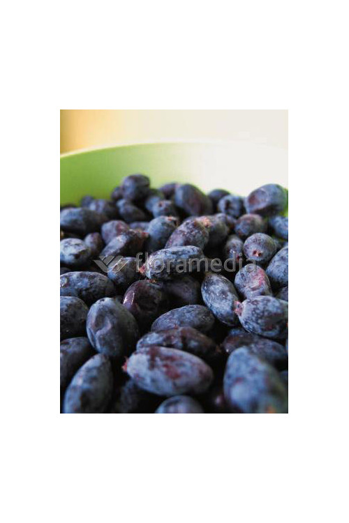 Jagoda kamczacka 'Zojka' Lonicera kamtschatica