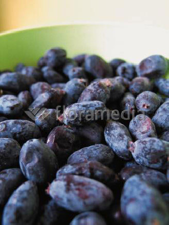 Jagoda kamczacka 'Zojka' Lonicera kamtschatica