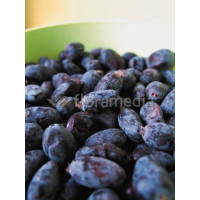 Jagoda kamczacka 'Zojka' Lonicera kamtschatica