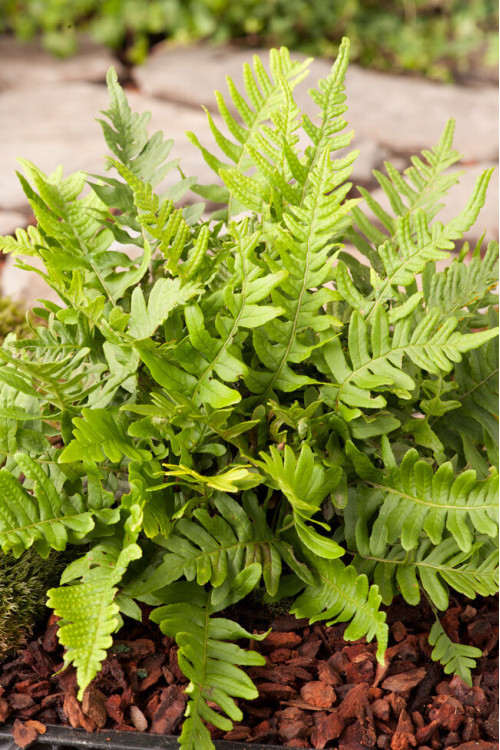 Paproć zwyczajna | Polypodium vulgare