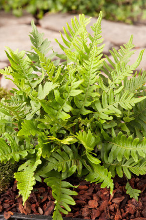 Paproć zwyczajna | Polypodium vulgare