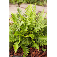 Paproć zwyczajna | Polypodium vulgare