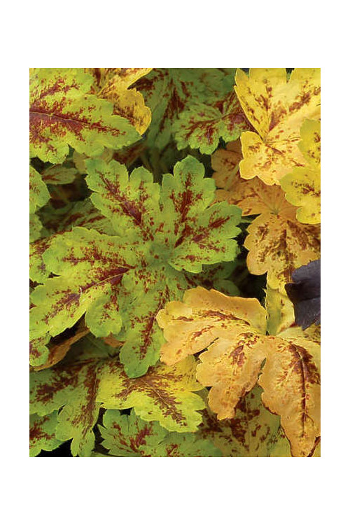 Żuraweczka (Żurawka) 'Solar Power' Heucherella