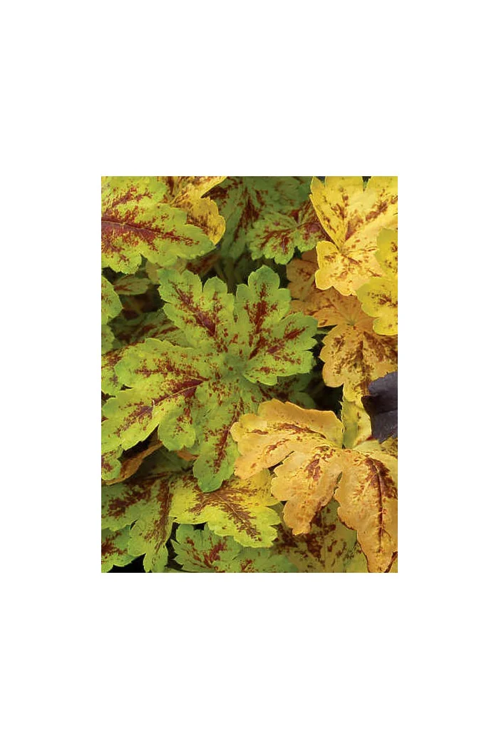 Żuraweczka (Żurawka) 'Solar Power' Heucherella