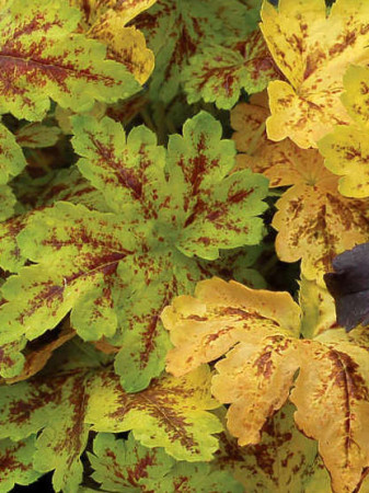Żuraweczka (Żurawka) 'Solar Power' Heucherella