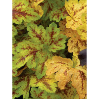 Żuraweczka (Żurawka) 'Solar Power' Heucherella