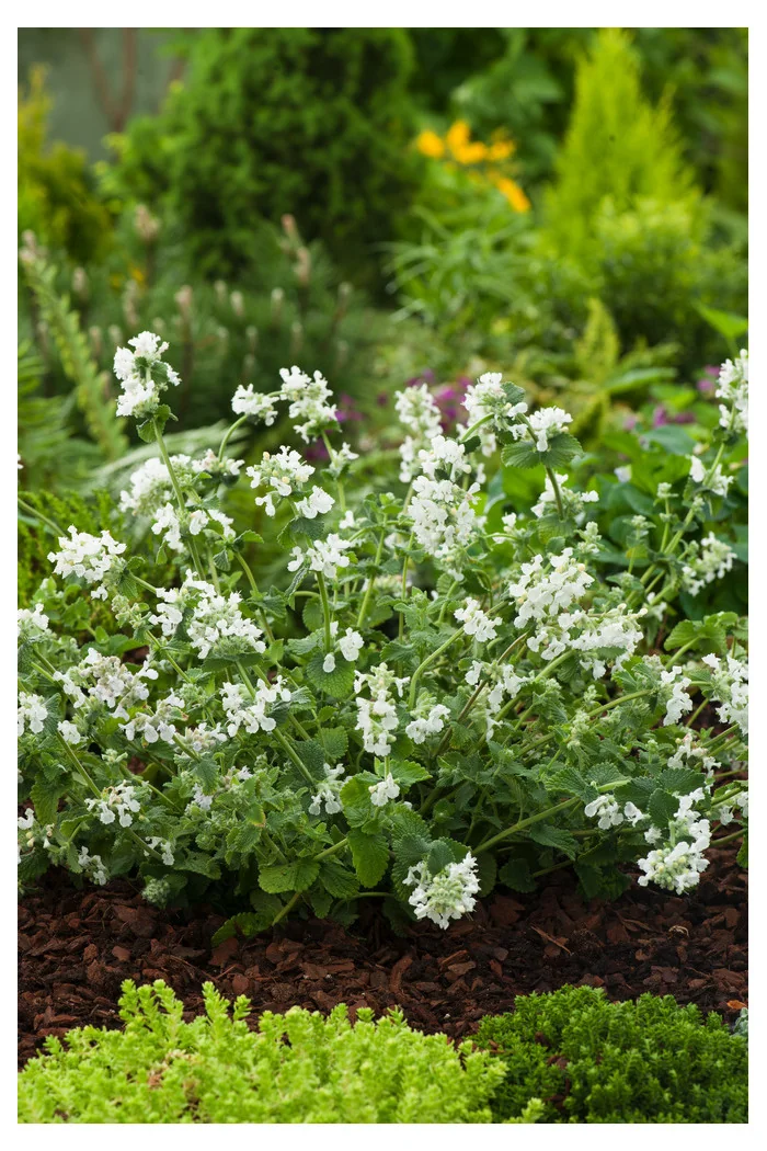 Kocimiętka Faassena 'Alba' | Nepeta faassenii