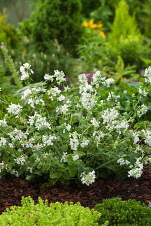 Kocimiętka Faassena 'Alba' | Nepeta faassenii