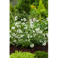 Kocimiętka Faassena 'Alba' | Nepeta faassenii