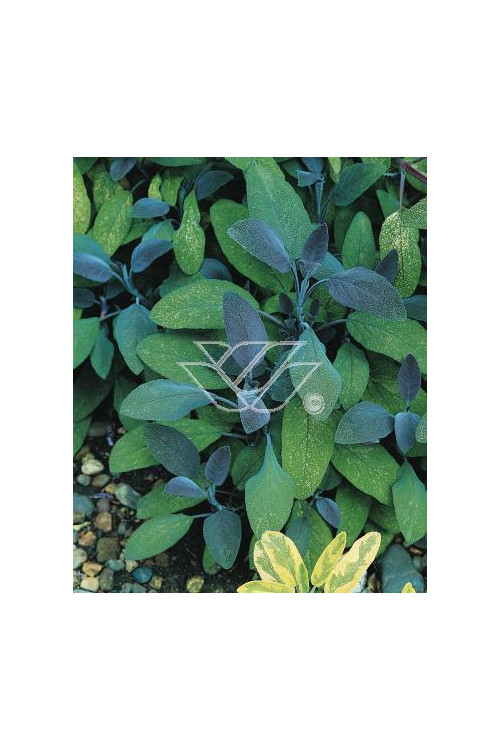 Szałwia lekarska 'Purpurascens' Salvia officinalis