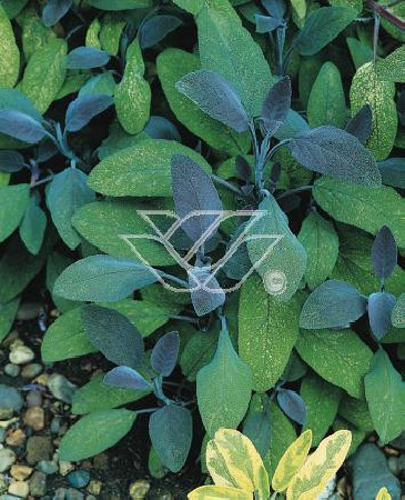 Szałwia lekarska 'Purpurascens' Salvia officinalis