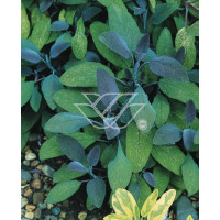 Szałwia lekarska 'Purpurascens' Salvia officinalis