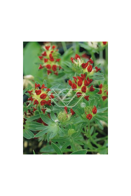 Przelot pospolity 'Rubra' Anthyllis vulneraria