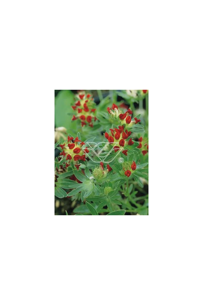 Przelot pospolity 'Rubra' Anthyllis vulneraria