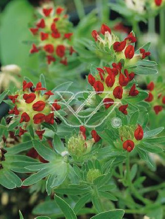 Przelot pospolity 'Rubra' Anthyllis vulneraria