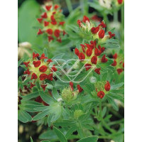 Przelot pospolity 'Rubra' Anthyllis vulneraria
