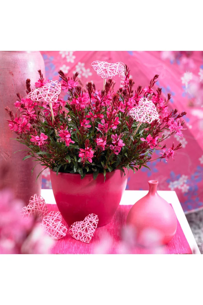 Gaura 'Gaudi Red' | Gaura