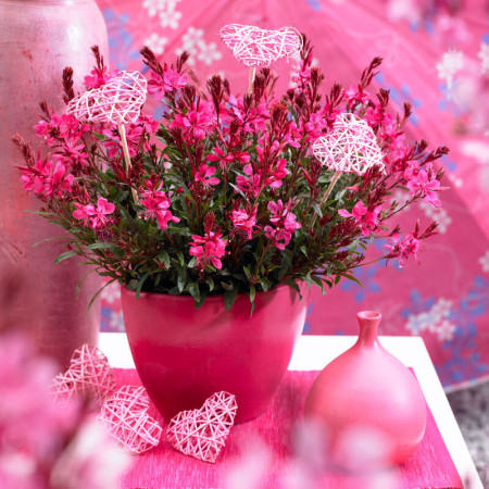 Gaura 'Gaudi Red' | Gaura