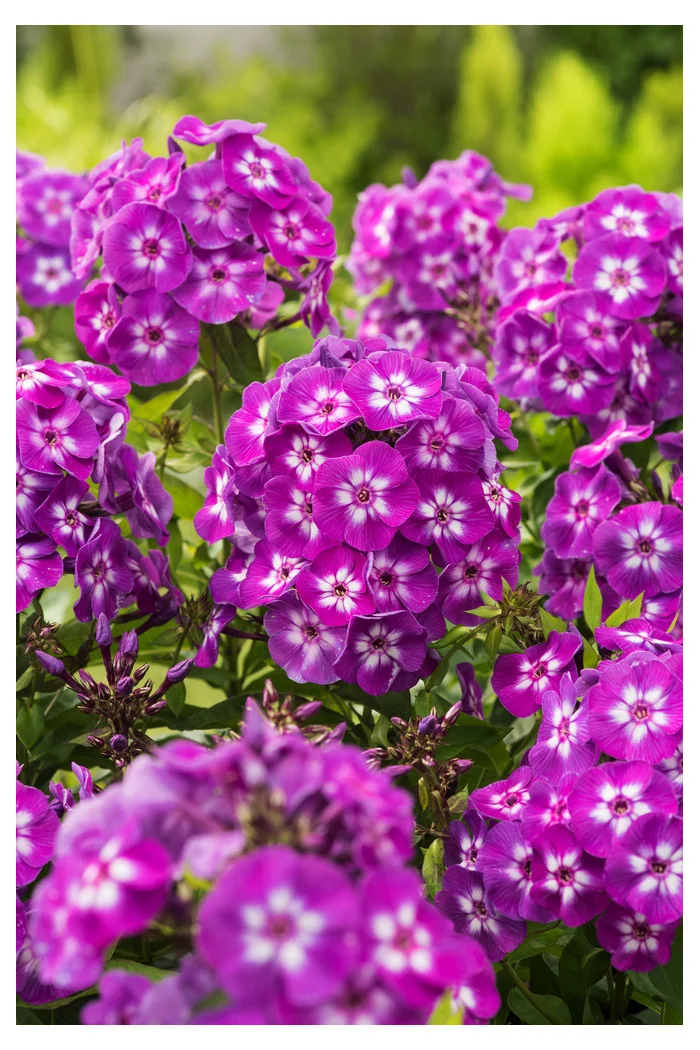 Floks wiechowaty 'Laura' Phlox panniculata