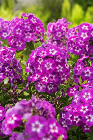 Floks wiechowaty 'Laura' Phlox panniculata