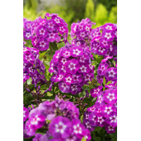 Floks wiechowaty 'Laura' Phlox panniculata