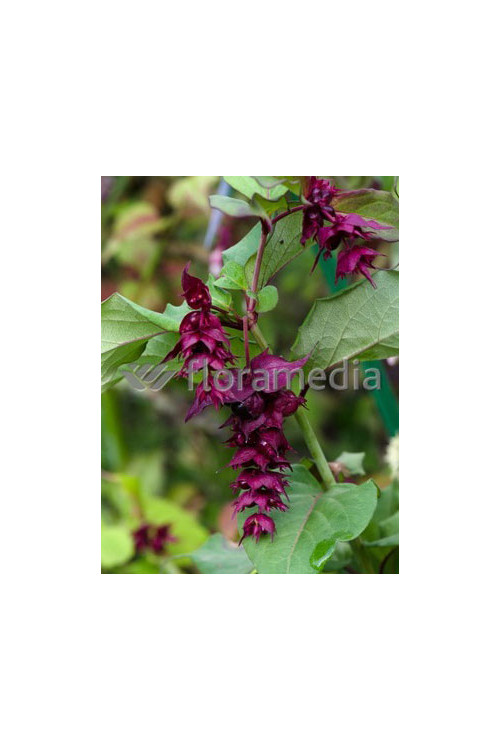 Leycesteria piękna 'Purple Rain' Leycesteria formosa