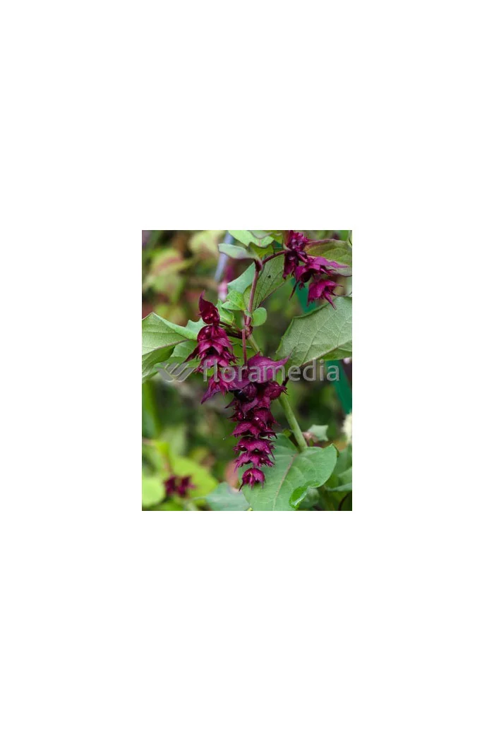 Leycesteria piękna 'Purple Rain' Leycesteria formosa