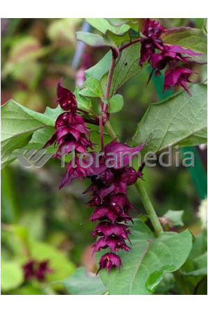 Leycesteria piękna 'Purple Rain' Leycesteria formosa