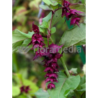 Leycesteria piękna 'Purple Rain' Leycesteria formosa