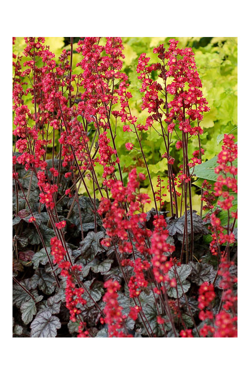 żurawka, żurawka Hollywood, heuchera