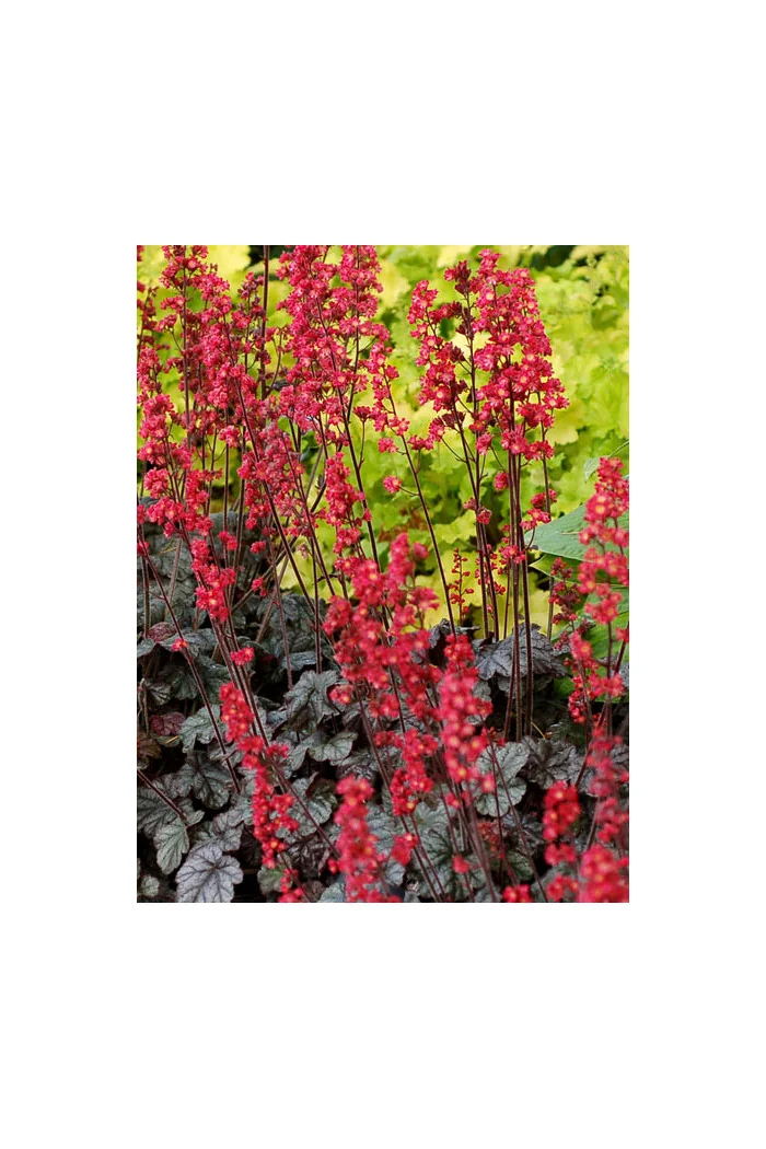 żurawka, żurawka Hollywood, heuchera