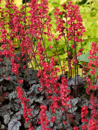 żurawka, żurawka Hollywood, heuchera