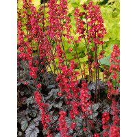 żurawka, żurawka Hollywood, heuchera