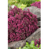 Rozchodnik 'Sunsparkler Dazzleberry' | Sedum