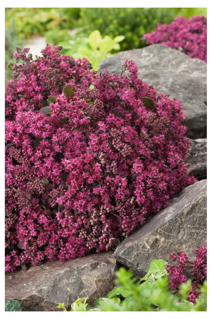 Rozchodnik 'Sunsparkler Dazzleberry' | Sedum
