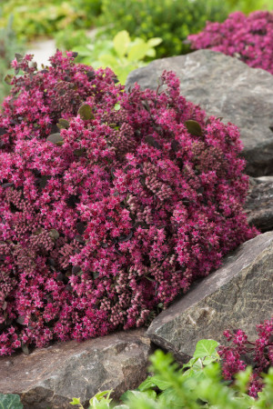 Rozchodnik 'Sunsparkler Dazzleberry' | Sedum