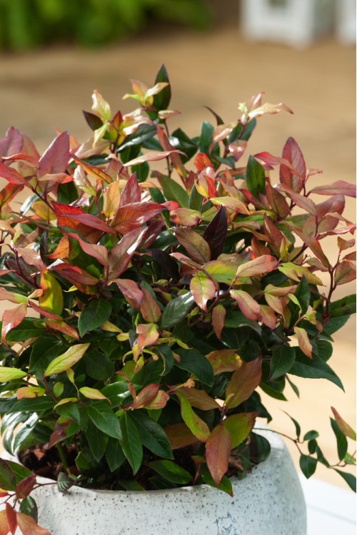 Kiścień 'Zeblid' | Leucothoe fontanesiana