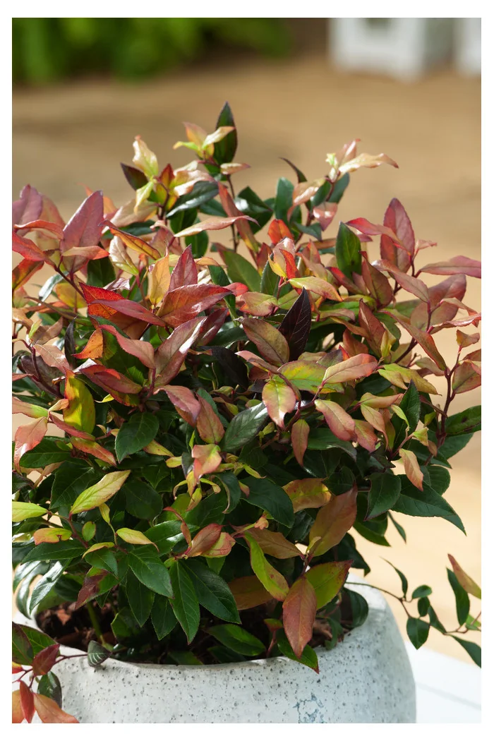 Kiścień 'Zeblid' | Leucothoe fontanesiana