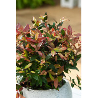 Kiścień 'Zeblid' | Leucothoe fontanesiana