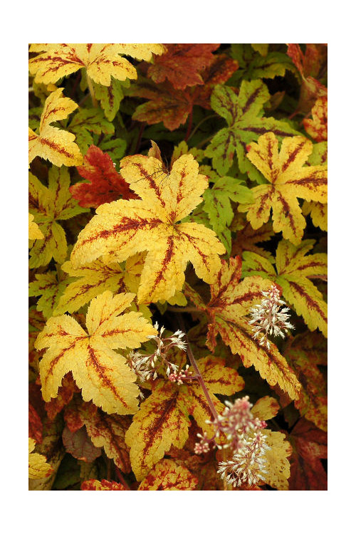 Żuraweczka (Żurawka) 'Sunrise Falls' Heucherella