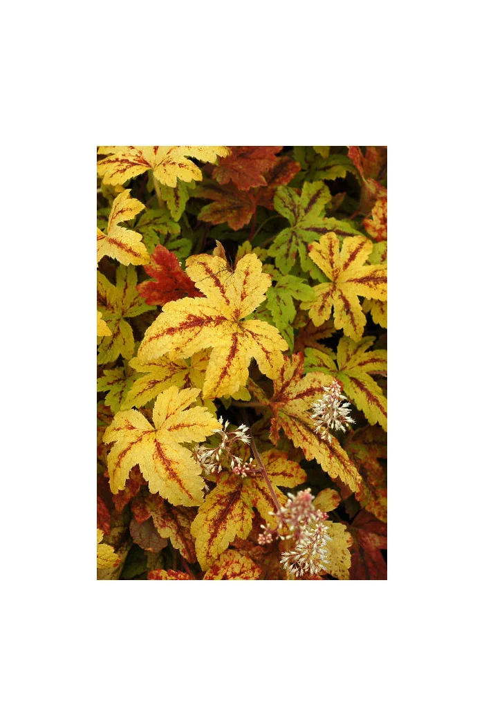 Żuraweczka (Żurawka) 'Sunrise Falls' Heucherella