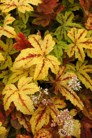 Żuraweczka (Żurawka) 'Sunrise Falls' Heucherella