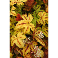 Żuraweczka (Żurawka) 'Sunrise Falls' Heucherella