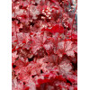Żurawka 'Cajun Fire' | Heuchera