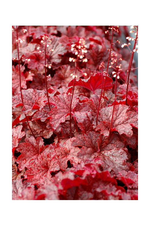 Żurawka 'Cajun Fire' | Heuchera
