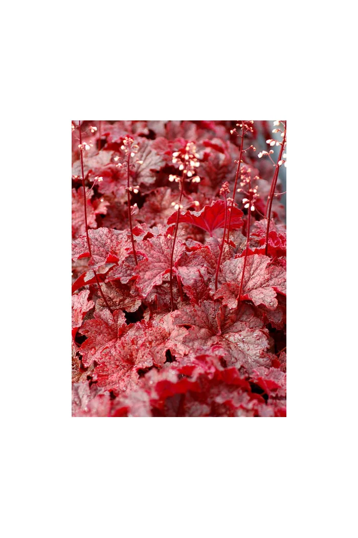 Żurawka 'Cajun Fire' | Heuchera