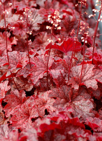 Żurawka 'Cajun Fire' | Heuchera