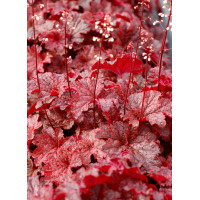 Żurawka 'Cajun Fire' | Heuchera