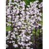 Penstemon 'Onyx and Pearls' | Penstemon digitalis